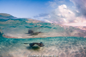 "This Is Why I Live Here!"
A stingray is seen through th... by Susannah H. Snowden-Smith 